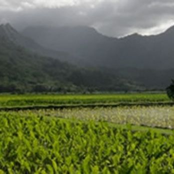 North Shore Wellness Center - On Kauai's beautiful North Shore in Kilauea Princeville area - Physical Therapy Near Me - Kilauea, Hawaii North Shore Wellness Center - On Kauai's beautiful North Shore in Kilauea Princeville area - Physical Therapy Near Me - Kilauea, Hawaii