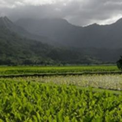 North Shore Wellness Center - On Kauai's beautiful North Shore in Kilauea Princeville area