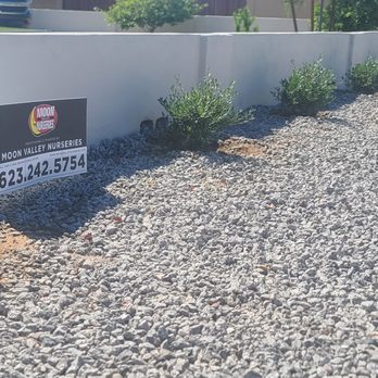 Moon Valley Nurseries - Olive bushes - Nurseries & Gardening Near Me - Peoria, Arizona