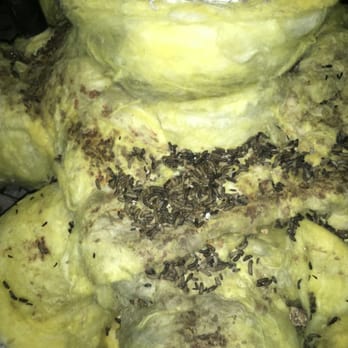 Already A Better Choice - BEFORE photo: Rat droppings and urine on top of air duct insulation - Pest Control Near Me - El Monte, California