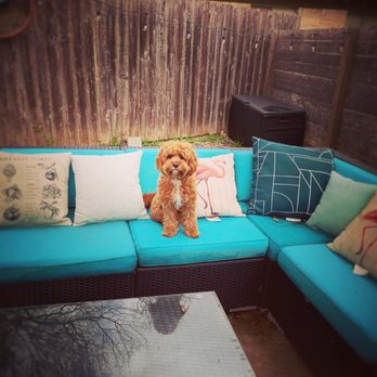 Lone Star Leash Services - Paddington - Pet Sitting Near Me