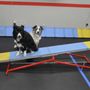 Photo of Sit Means Sit Dog Training