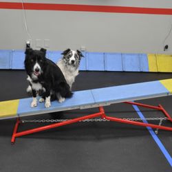 Sit Means Sit Dog Training