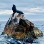 Orca Dive Baja
