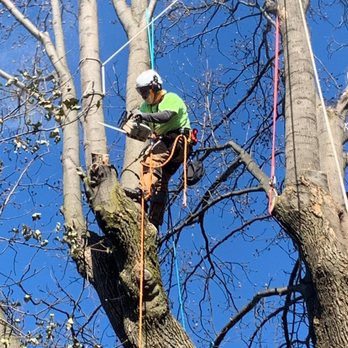 Ramirez Tree Services - Tree Removal, Full Insurance, quality - Tree Services Near Me Ramirez Tree Services - Tree Removal, Full Insurance, quality - Tree Services Near Me