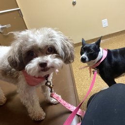 Coco and Lola in for their vaccines Coco and Lola in for their vaccines
