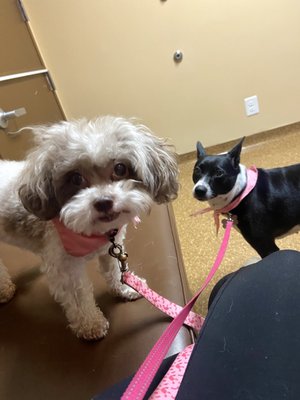 Best Friend's Veterinary Center