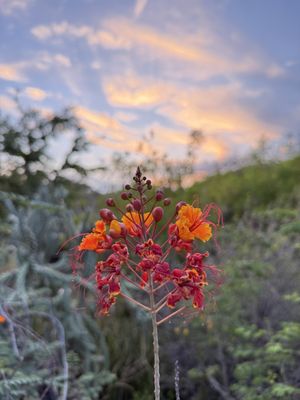 Papago Park by null