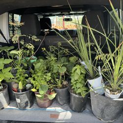 Eastside Discount Nursery
