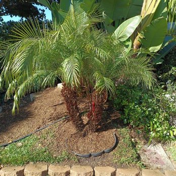 Moon Valley Nurseries - Pygmy Palm planted in my yard - Tree Services Near Me - Irvine, California Moon Valley Nurseries - Pygmy Palm planted in my yard - Tree Services Near Me - Irvine, California
