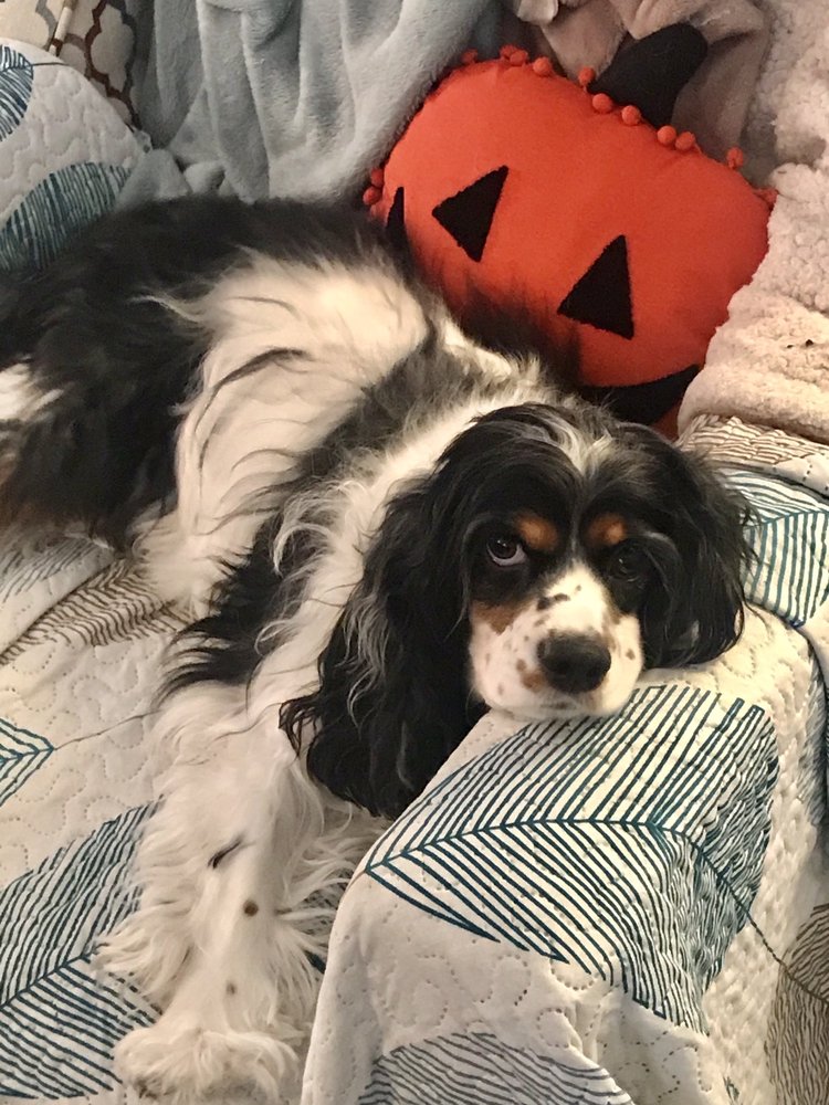 THE GROOMING ROOM FOR PETS Updated September 2024 17 Reviews 6902