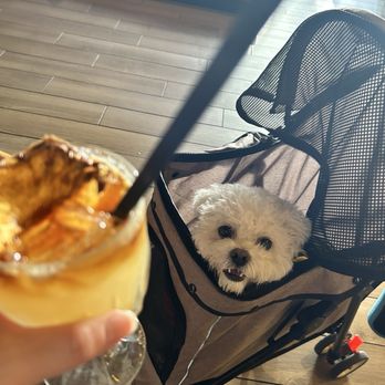 Ochos 888 - Mai tai w/ my pup's happy face - Peruvian Near Me - Honolulu, Hawaii Ochos 888 - Mai tai w/ my pup's happy face - Peruvian Near Me - Honolulu, Hawaii