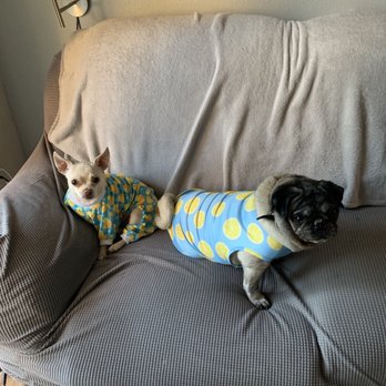 Nevada Humane Society - Pj party - Animal Shelters Near Me - Reno, Nevada