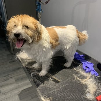 Bath Time Dog Grooming - Pet Groomers Near Me Bath Time Dog Grooming - Pet Groomers Near Me