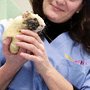 Photo of SmartVet