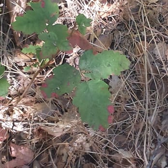 Singer Park - Leaves of three, leave it be - Parks Near Me - San Jose, California Singer Park - Leaves of three, leave it be - Parks Near Me - San Jose, California