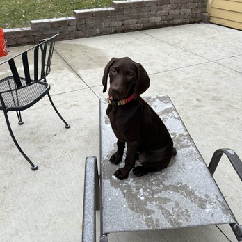 Northwest Veterinary Hospital - Here is the newest member of our family and Dr. Pam's patient. - Veterinarians Near Me - Urbandale, Iowa Northwest Veterinary Hospital - Here is the newest member of our family and Dr. Pam's patient. - Veterinarians Near Me - Urbandale, Iowa