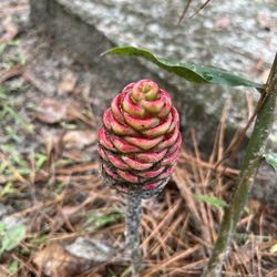 Southern Forest World - Pinecone Lilly