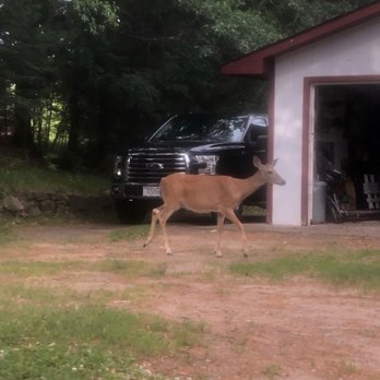 Skylark Motel - Anna the deer in the back of the motel - Hotels Near Me - Woodruff, Wisconsin Skylark Motel - Anna the deer in the back of the motel - Hotels Near Me - Woodruff, Wisconsin