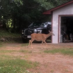 Skylark Motel - Anna the deer in the back of the motel