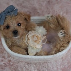 Dog Boutique Store