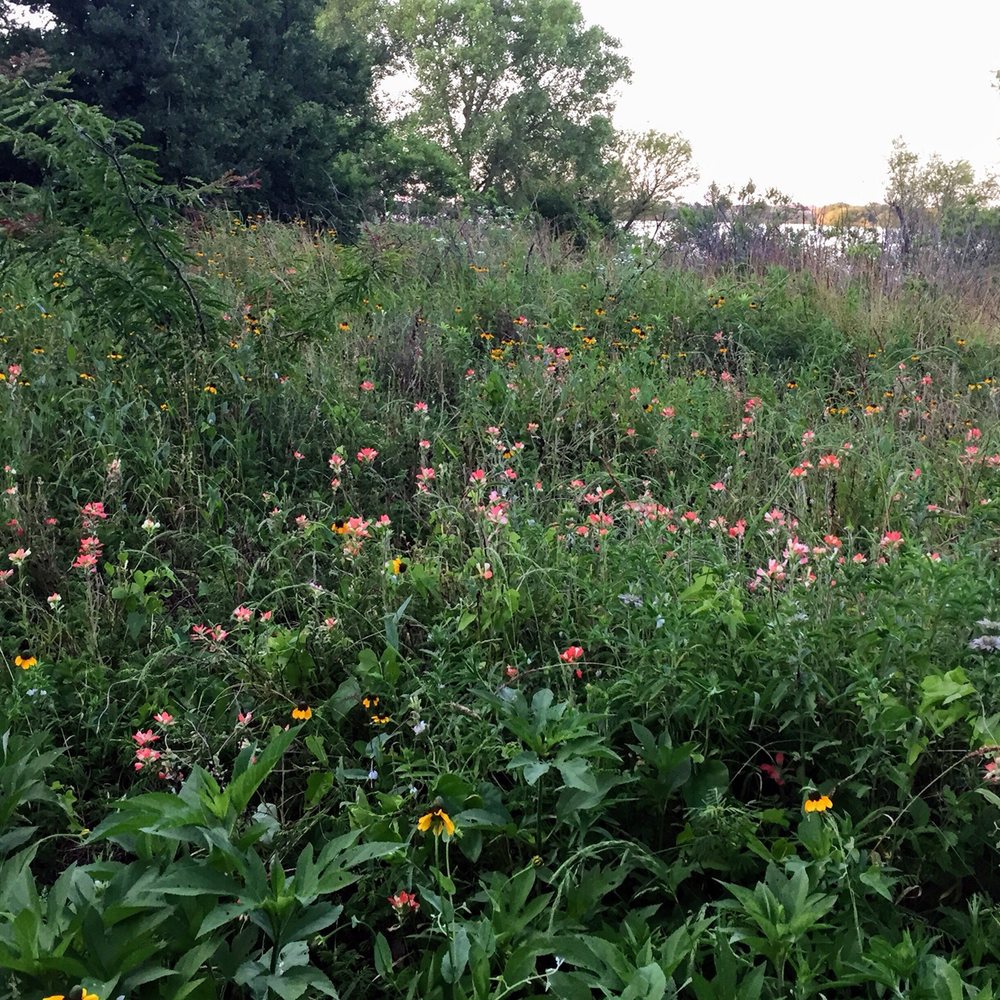 Doe Branch Park - Wildflowers along the hiking trail - Parks Near Me - Little Elm, Texas