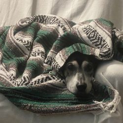 Oak Hollow Animal Hospital - Coonhound Nest