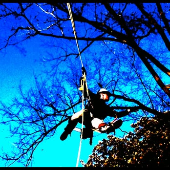 South Eastern VA Tree Service - a man on a rope - Tree Services Near Me South Eastern VA Tree Service - a man on a rope - Tree Services Near Me