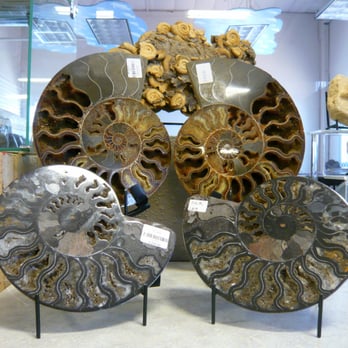 Mama's Minerals - Trilobite cross sections for sale. - Jewelry Near Me - Albuquerque, New Mexico