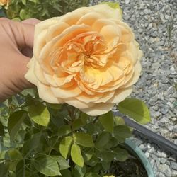Devil Mountain Wholesale Nursery - San Ramon
