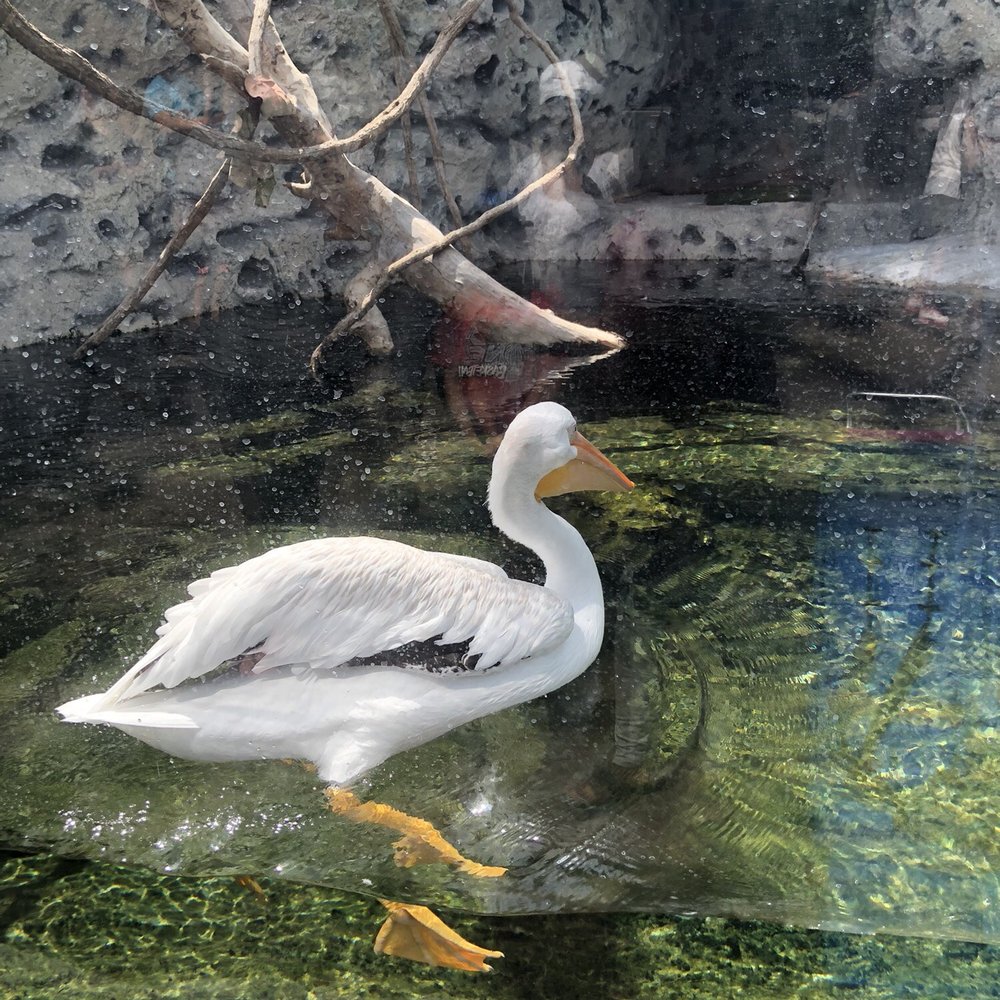 Texas State Aquarium - Aquariums Near Me - Corpus Christi, Texas Texas State Aquarium - Aquariums Near Me - Corpus Christi, Texas