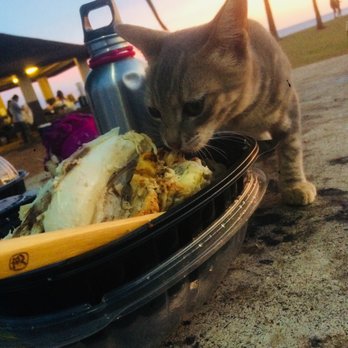 Salt Pond Beach Park - Cat snuck up on the chicken. - Parks Near Me - Hanapepe, Hawaii Salt Pond Beach Park - Cat snuck up on the chicken. - Parks Near Me - Hanapepe, Hawaii