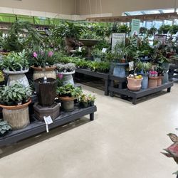 Pike Nurseries - House Plant Section