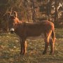 Photo of Lucky Glider Rescue & Sanctuary