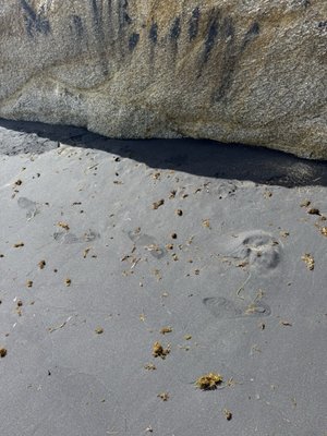 Black Sand Beach by null