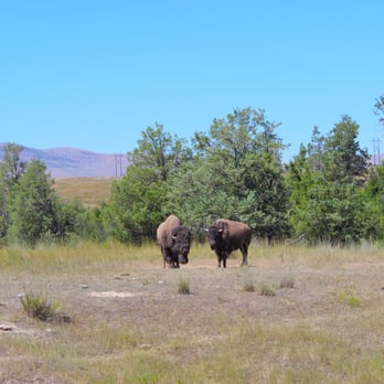 CSKT Bison Range - Oh hey. - Kids Activities Near Me - Charlo, Montana