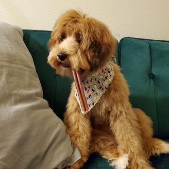 Little Bear Mobile Dog Grooming - After photo - Pet Groomers Near Me Little Bear Mobile Dog Grooming - After photo - Pet Groomers Near Me