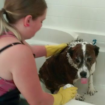 Passion for Pets Grooming - You can tell by Jack's expression what he really thinks about his bath! - Pet Groomers Near Me Passion for Pets Grooming - You can tell by Jack's expression what he really thinks about his bath! - Pet Groomers Near Me
