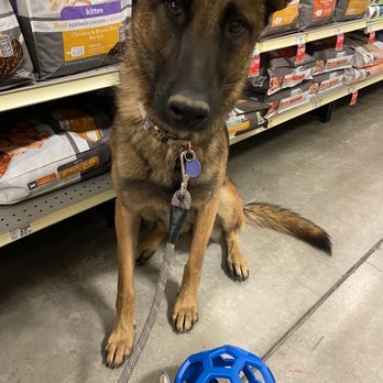 PetSmart - Shenzi with her new toy!! Thanks petsmart! - Pet Training Near Me - Victorville, California PetSmart - Shenzi with her new toy!! Thanks petsmart! - Pet Training Near Me - Victorville, California