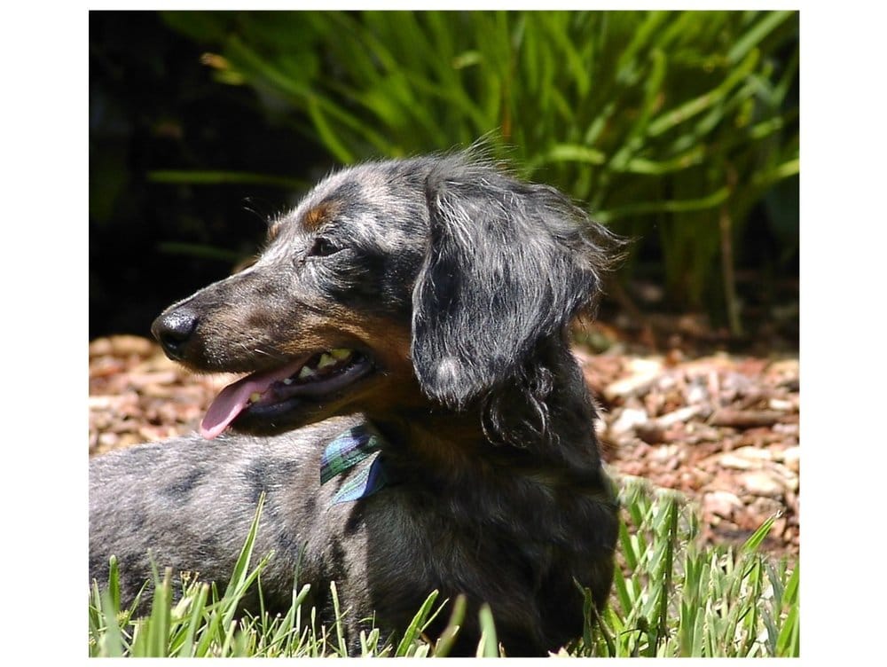 PLANTATION PET RESORT Updated July 2024 14 Photos 47 S Central