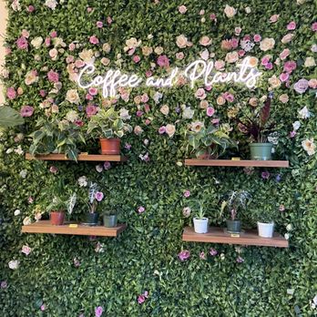 Coffee and Plants - Inside - Coffee & Tea Near Me - Pasadena, California
