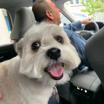 Pet-Point - Pet Groomers Near Me - Ventnor City, New Jersey Pet-Point - Pet Groomers Near Me - Ventnor City, New Jersey