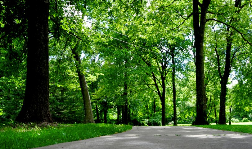 Classic Tree - tree service in Kansas City, MO