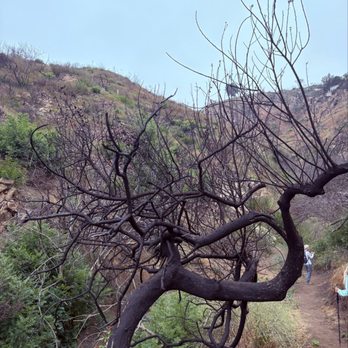 Los Leones Canyon - Tree from the fire - Hiking Near Me - Pacific Palisades, California Los Leones Canyon - Tree from the fire - Hiking Near Me - Pacific Palisades, California