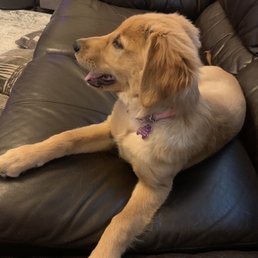 This is Luna and she's four months old. I've been taking her to woodbine animal clinic since we brought her home!