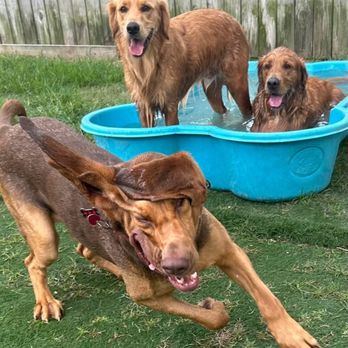 The Rovervelt - Pet Training Near Me - Westwego, Louisiana