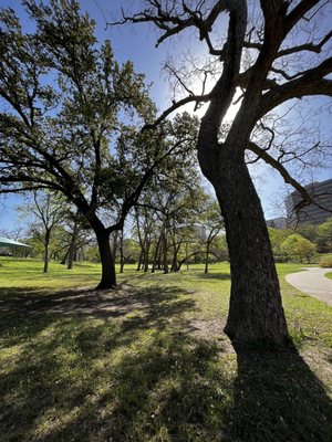 Reverchon Park by null