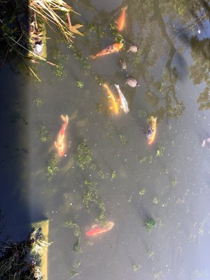 The Shoseian Whispering Pine Japanese Tea House by null