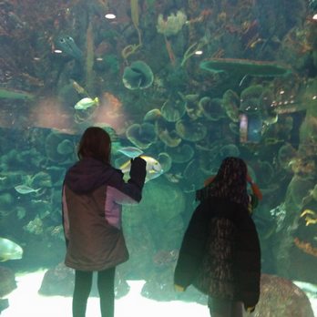 Aquarium Pyramid - Aquariums Near Me - Galveston, Texas Aquarium Pyramid - Aquariums Near Me - Galveston, Texas
