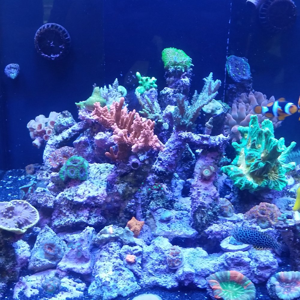 PCH Tanks - Tanks full of top of the line corals. - Aquarium Services Near Me PCH Tanks - Tanks full of top of the line corals. - Aquarium Services Near Me